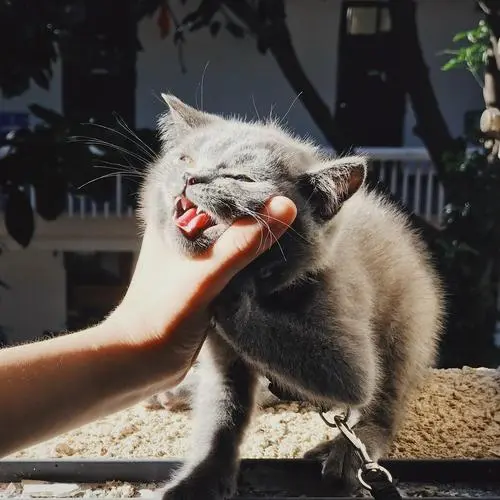 猫咪老是咬主人的手怎么解决？